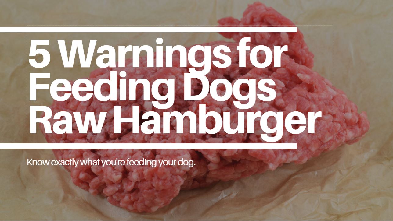 feeding dog raw hamburger