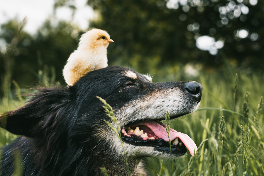 Raising Chickens To Feed Your Dogs (and Cats) - Whitney Living